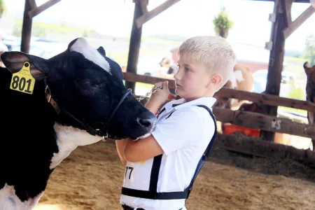 The right fit: As Morrisons Cove Dairy Show marks 75 years, professional fitter gets cows looking their best